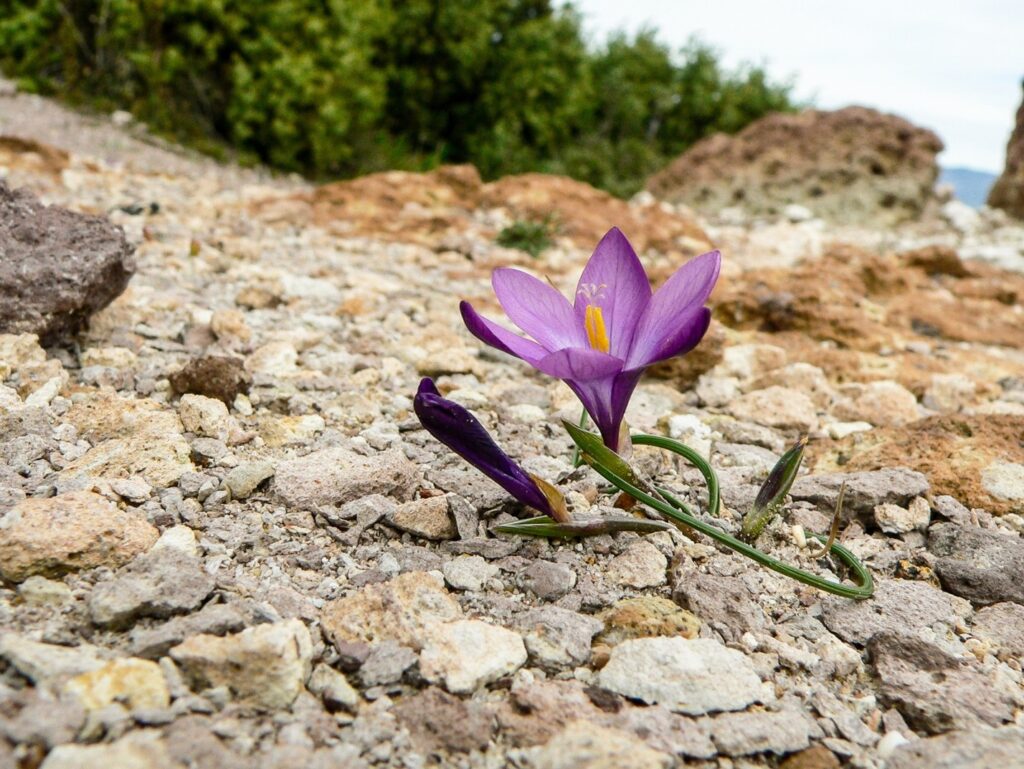 Purple flower growing out of rocks.