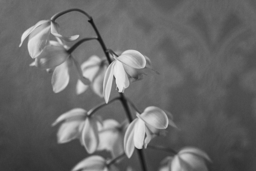 Black and white image of flowers