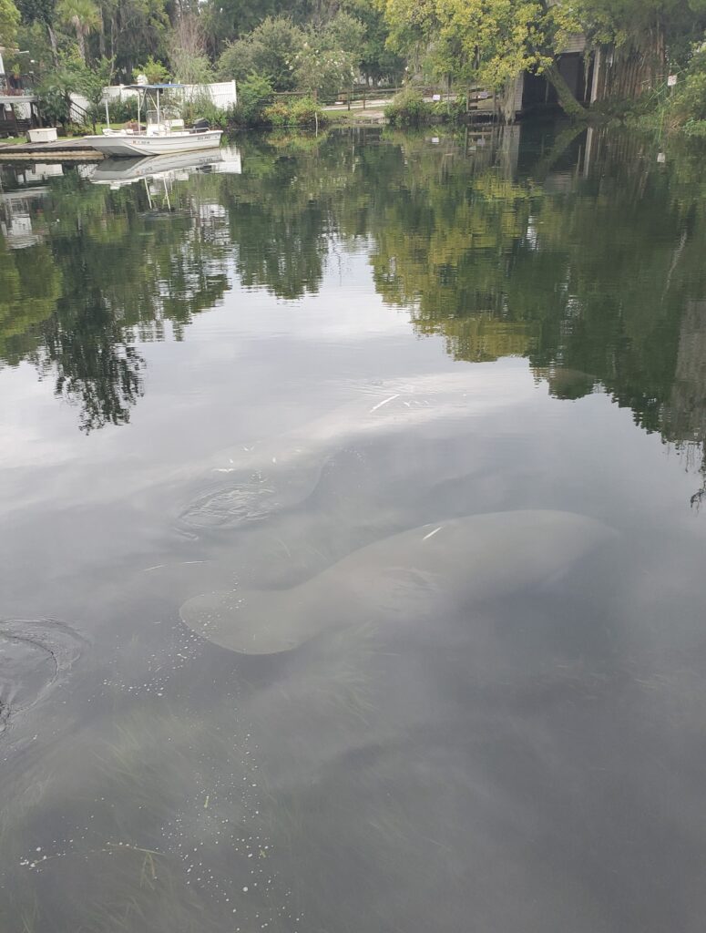 Manatees swimming in a spring.