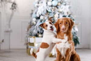 Dogs in front of a Christmas Tree with holiday spirit