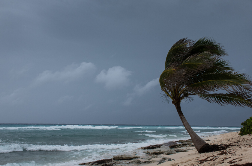 Palm tree blowing in the storm.