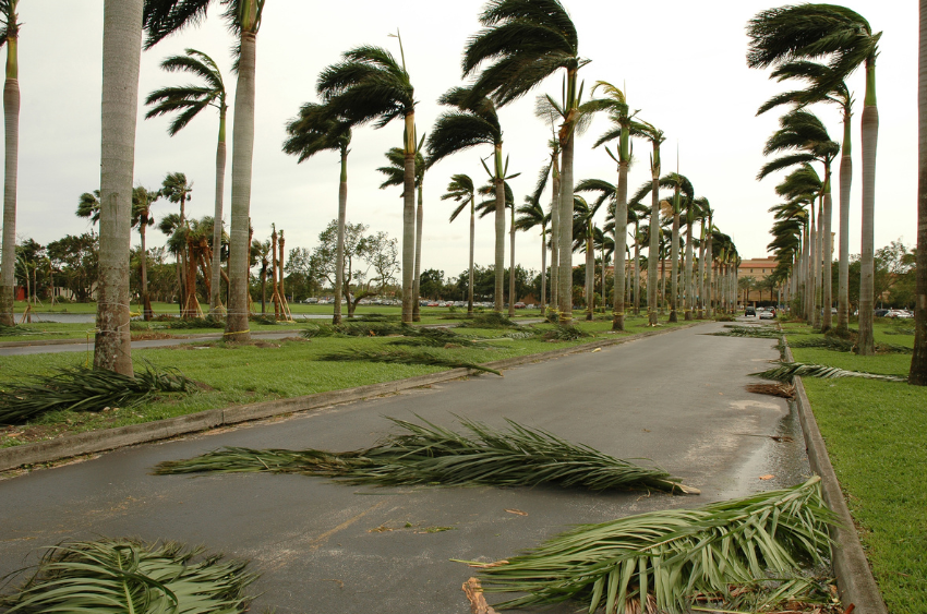 Fallen branches after a storm