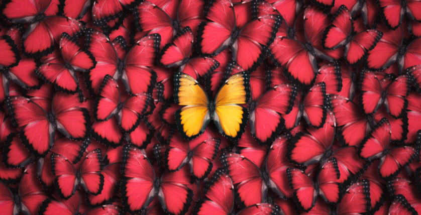 A yellow butterfly on a sea of red butterflies.