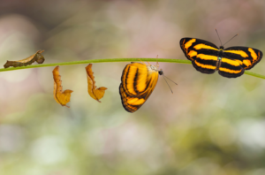 The change a catepillar goes through to become a butterfly.