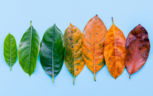 Image of leaves changing colors